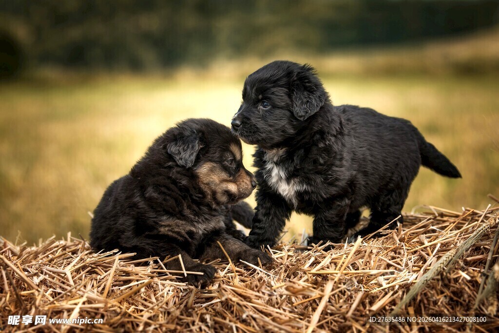 两只小黑狗嬉戏于干草上