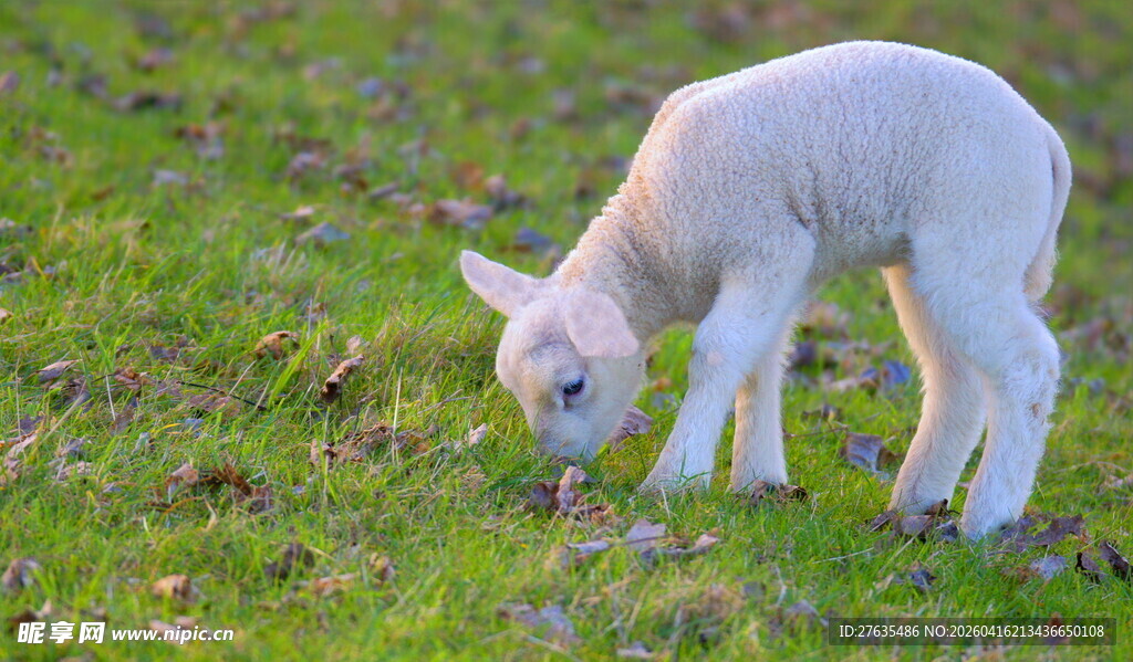 草地上的小羊羔