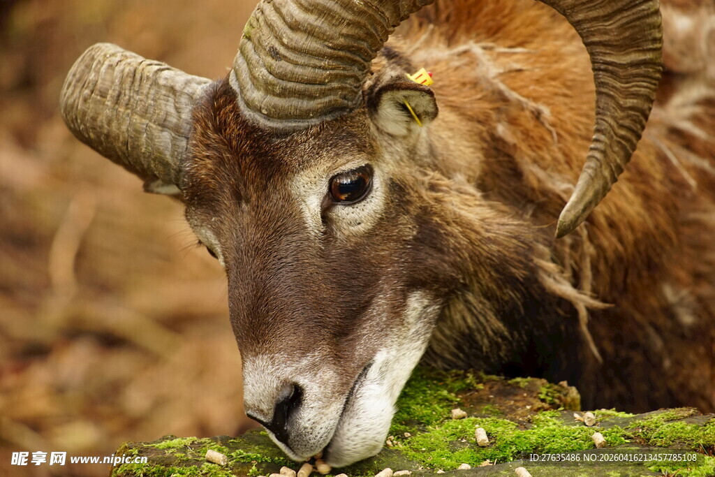 大角羊低头嗅闻青草