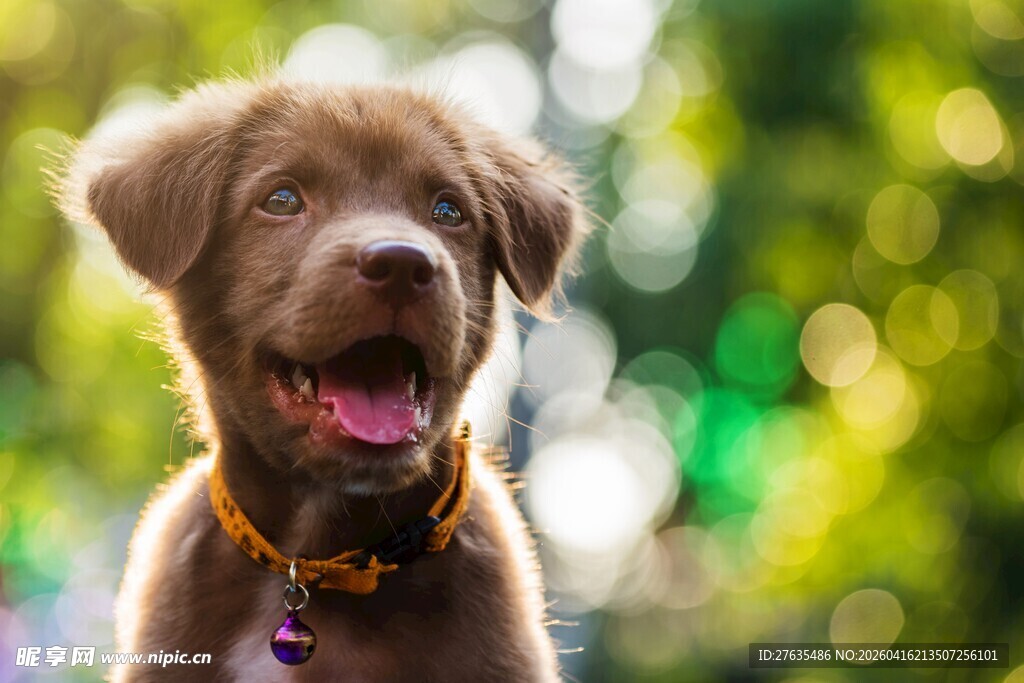 可爱棕色小狗张嘴露笑