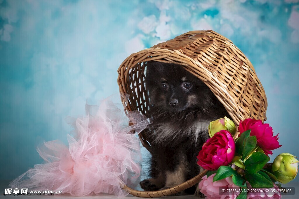 戴草帽小狗与鲜花相伴