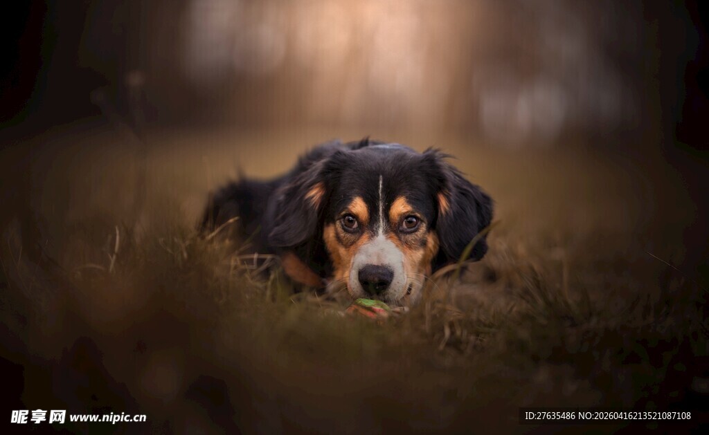 趴着的三色小狗