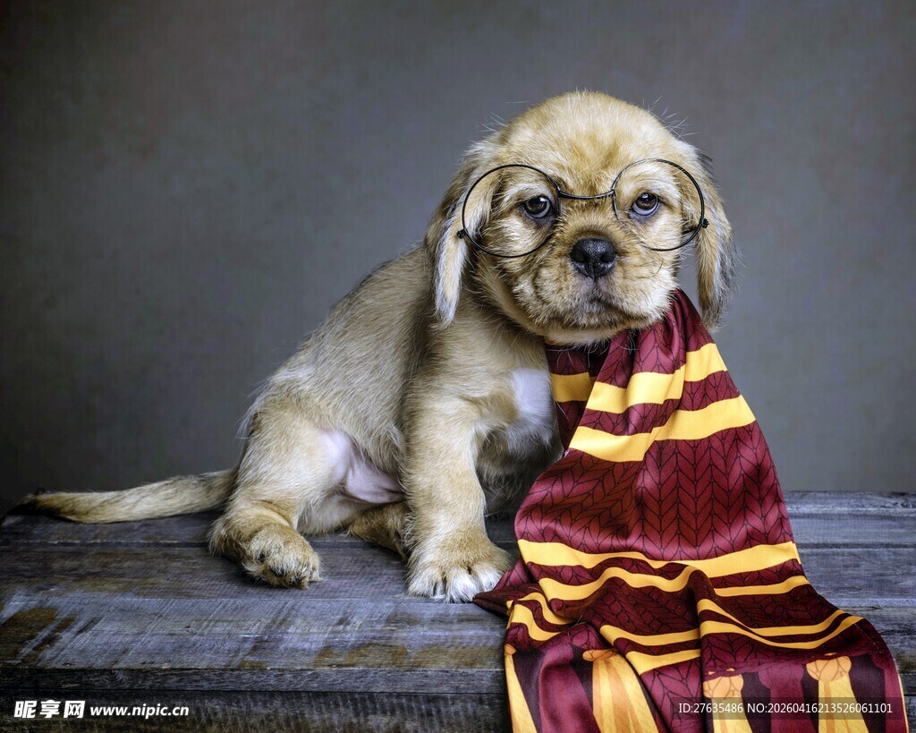 戴魔法围巾的可爱小狗狗