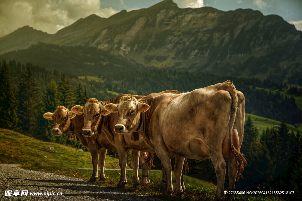 山间牛群漫步美景
