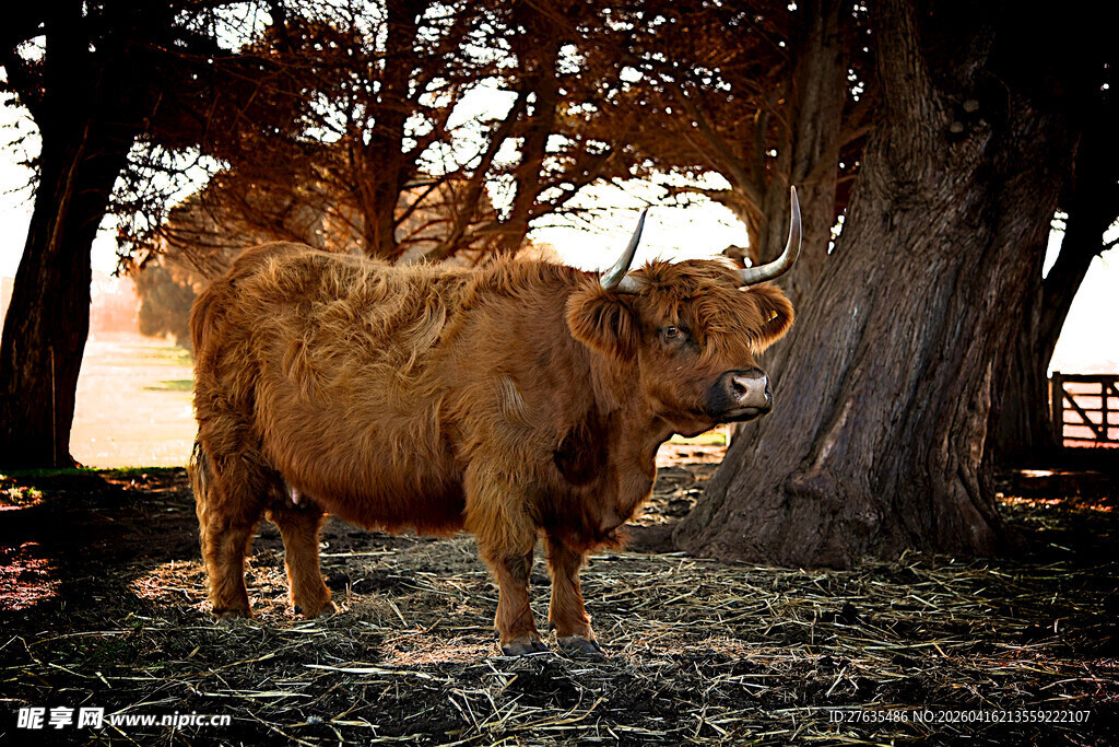 森林中的长毛牦牛