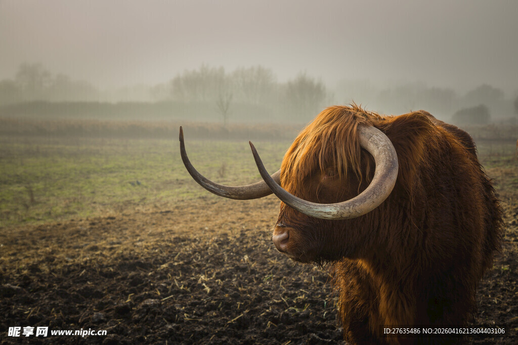 旷野中的长毛牦牛