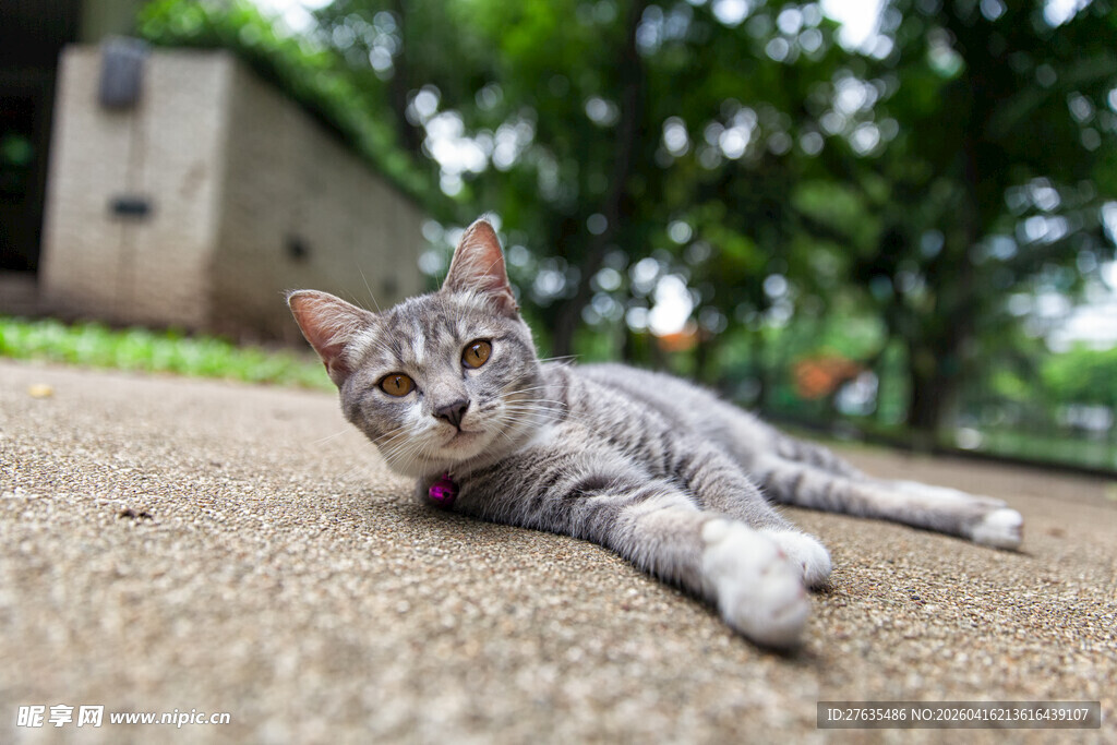 灰猫惬意躺地