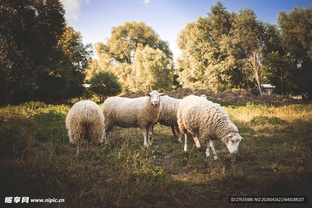 草原上的几只吃草绵羊