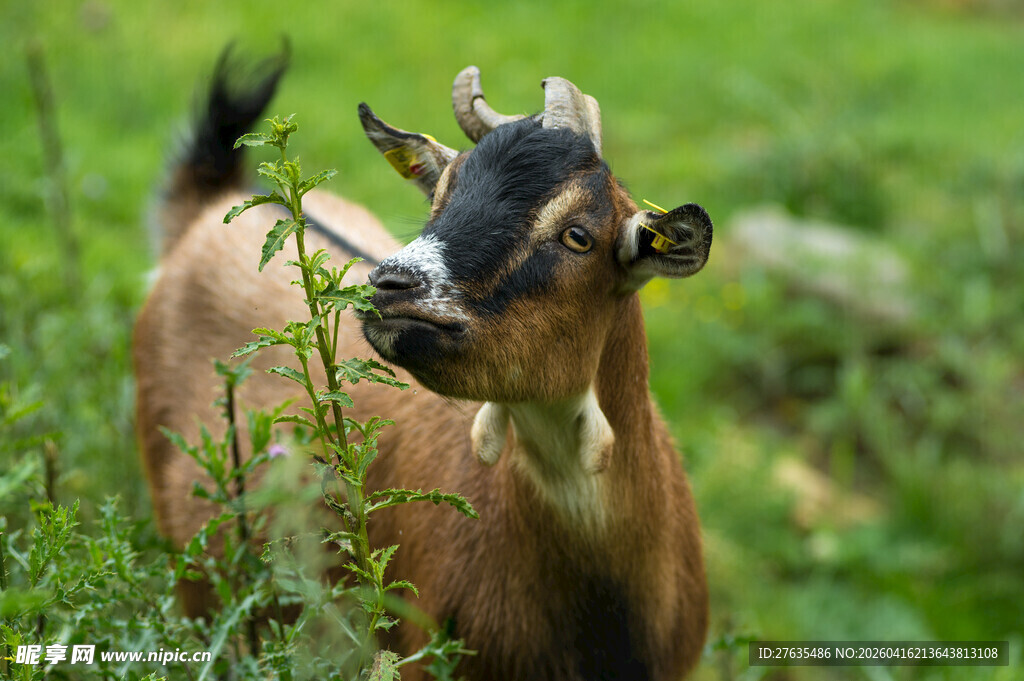 吃草的小山羊