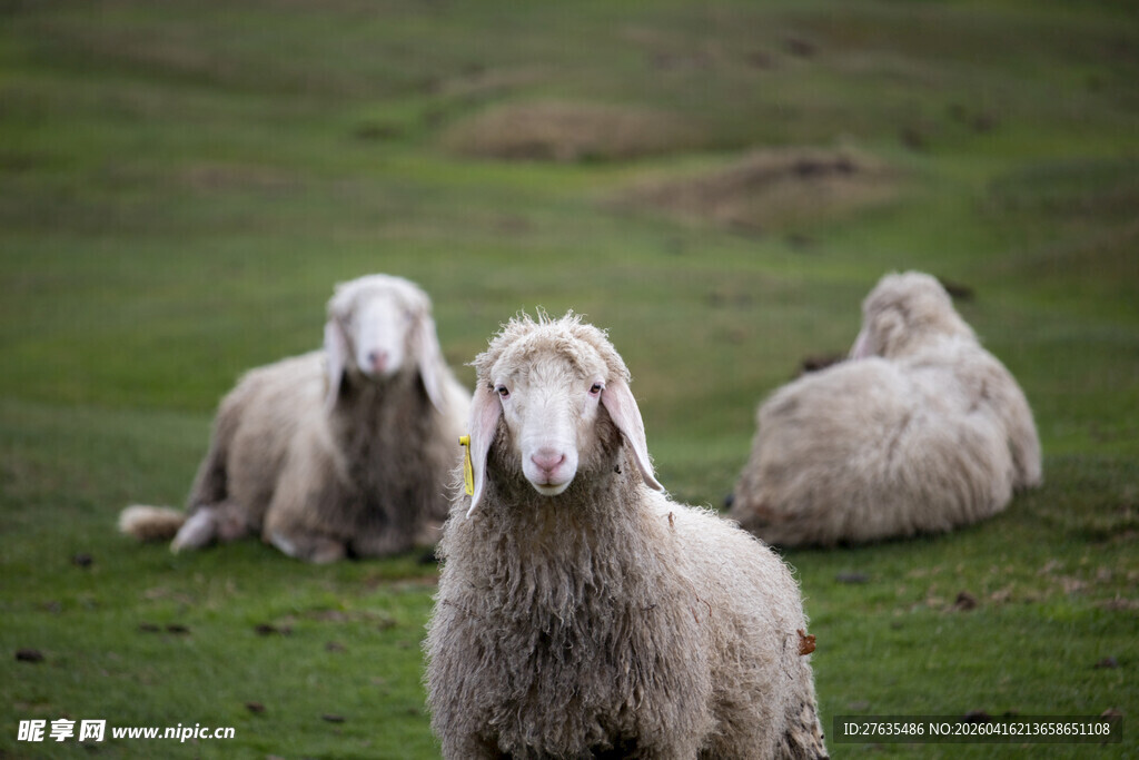 草地上休憩的几只绵羊