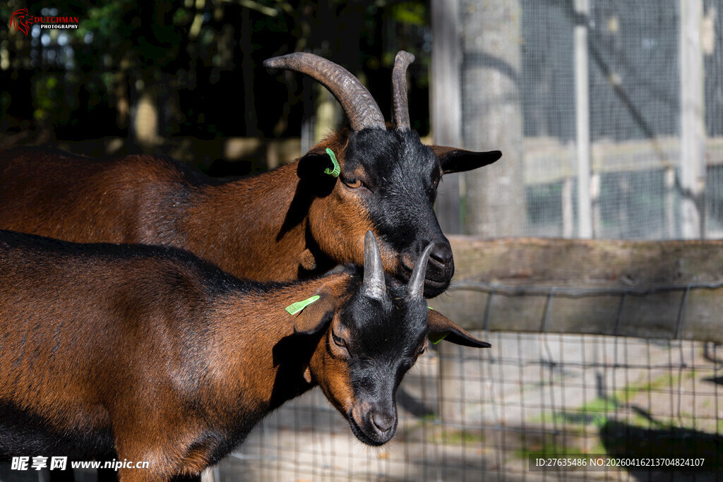 围栏边的几只棕色山羊