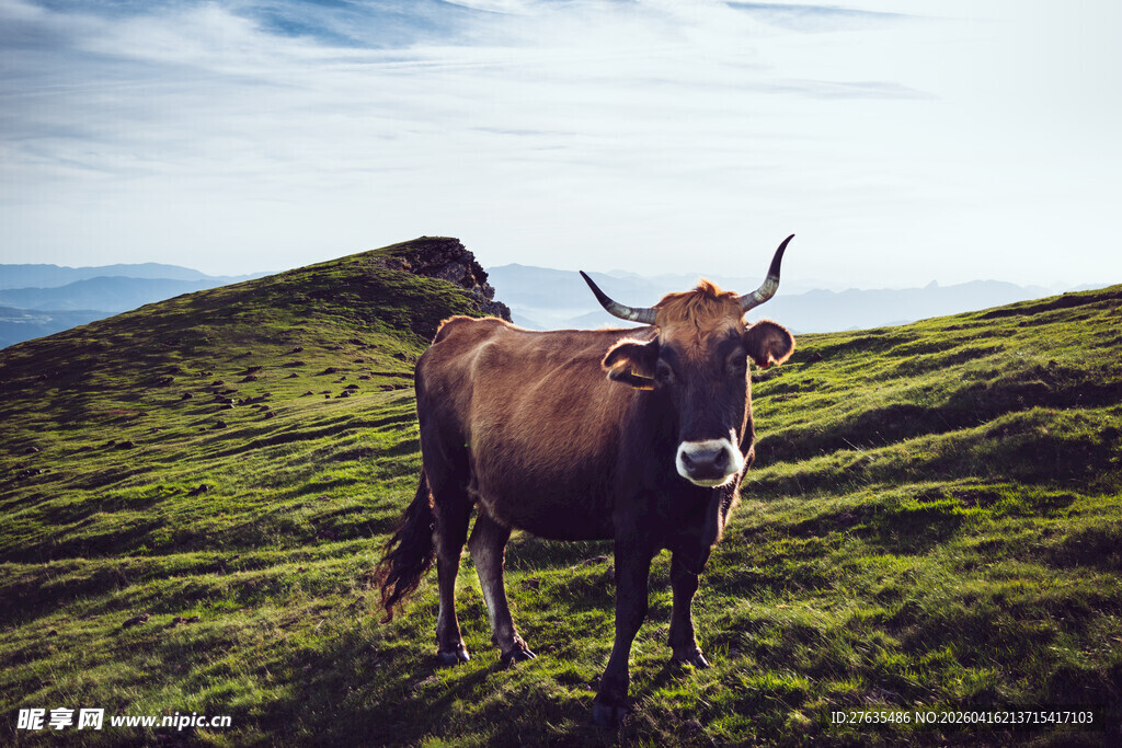 高山上的棕色牛