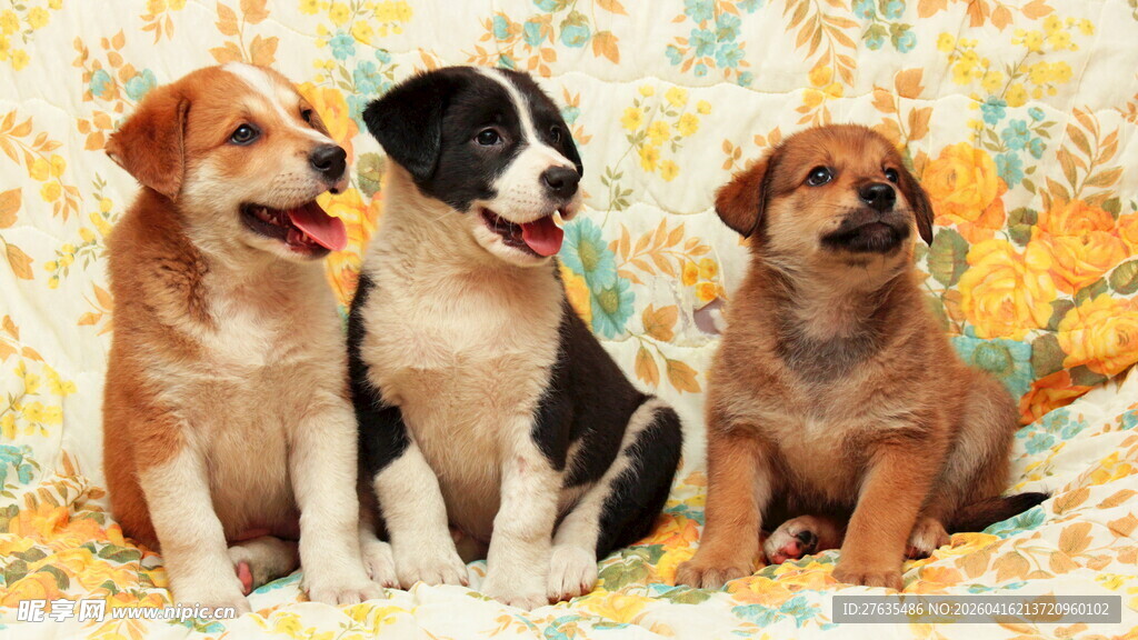 三只可爱幼犬温馨同框