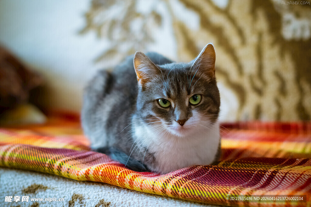 慵懒猫咪趴彩色垫子上