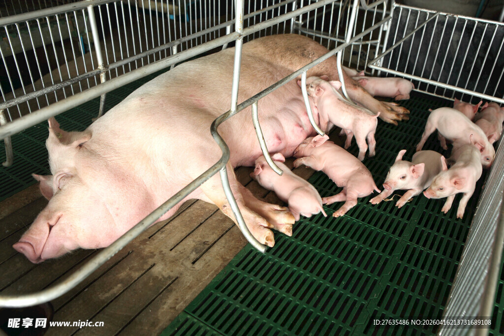 母猪与仔猪在养殖栏中