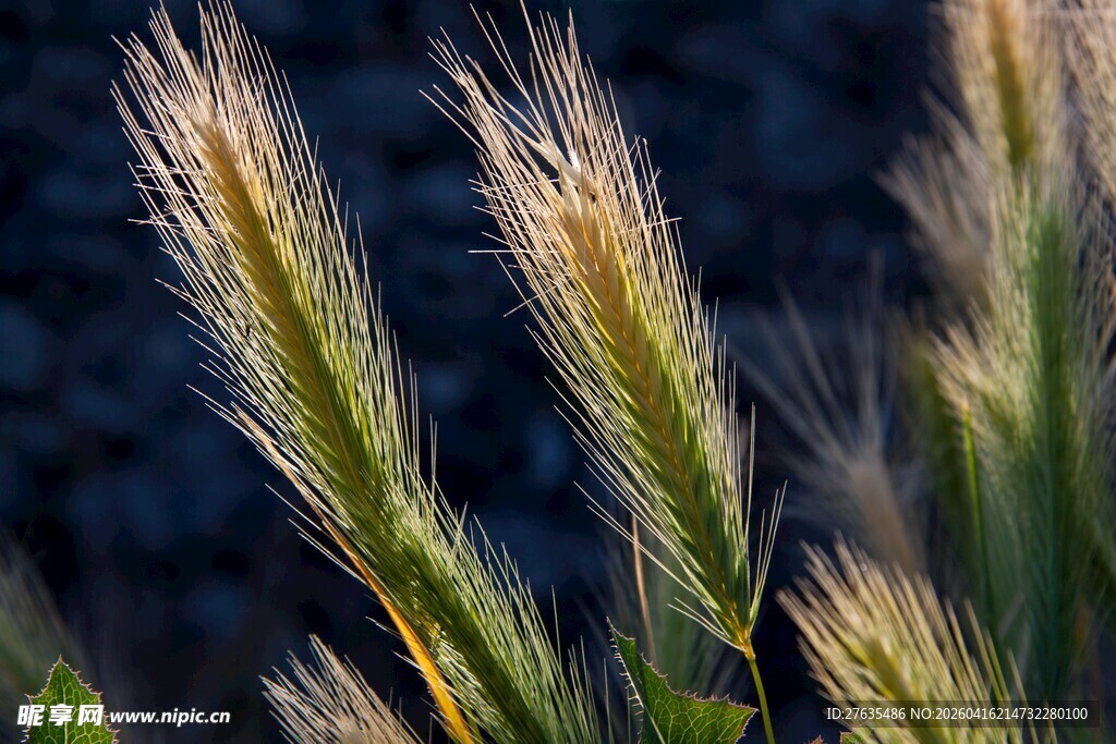阳光下的细长草穗