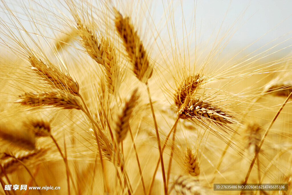 金黄麦穗