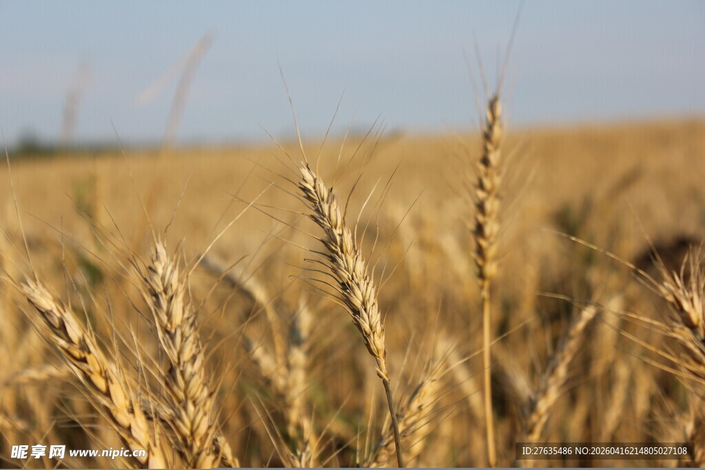 金黄麦田中的成熟麦穗