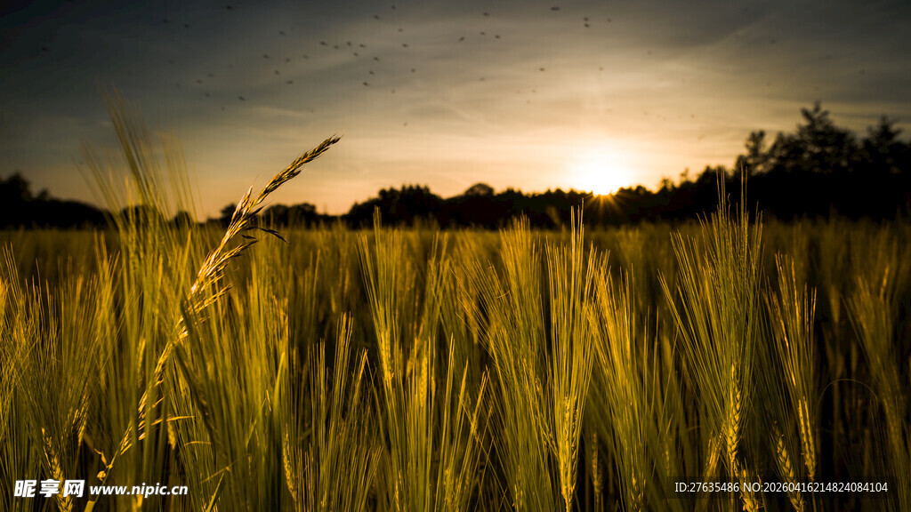 夕阳下的金黄麦田