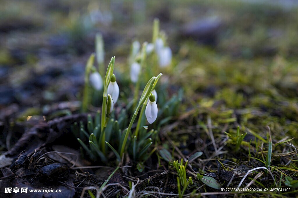 雪地莲绽放在初春草地