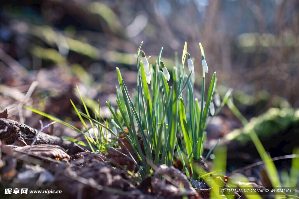 破土而出的嫩绿春草