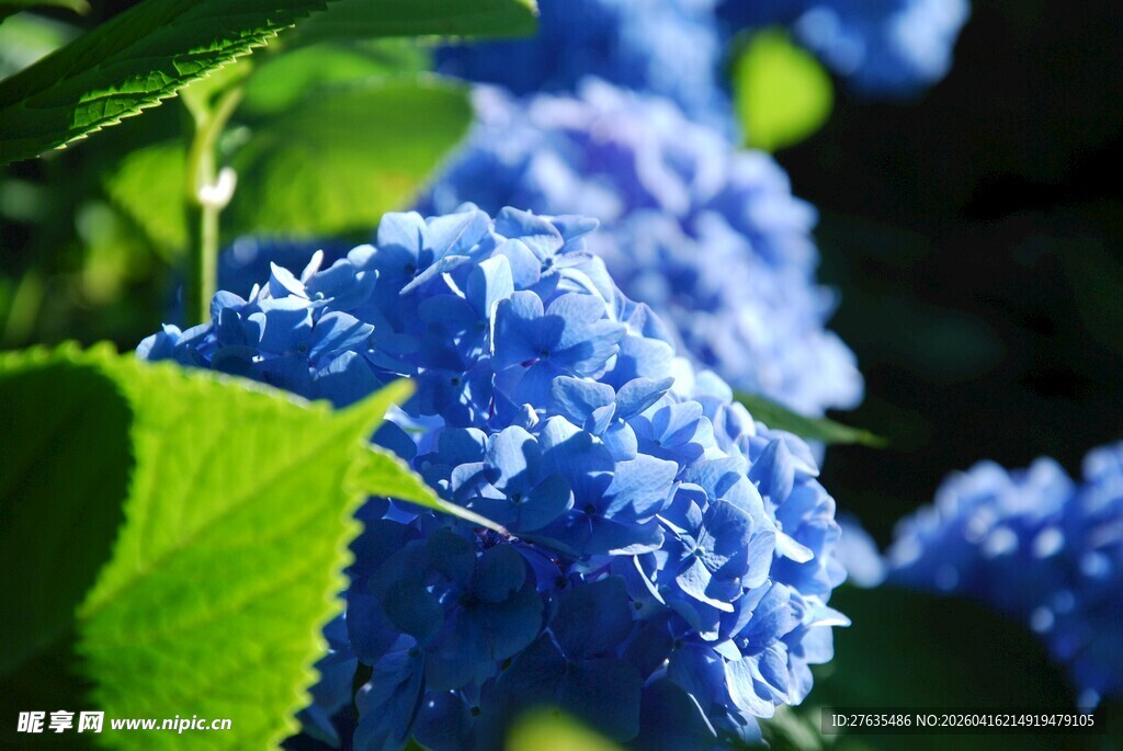 蓝绣球花绽放