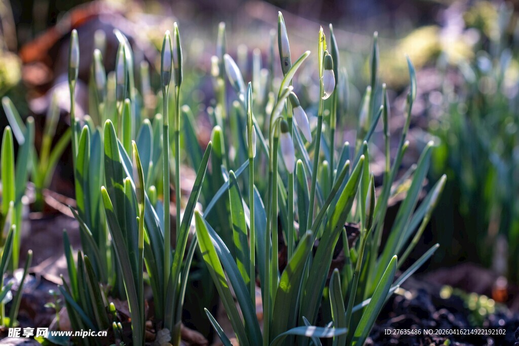 春日嫩绿小草生机盎然
