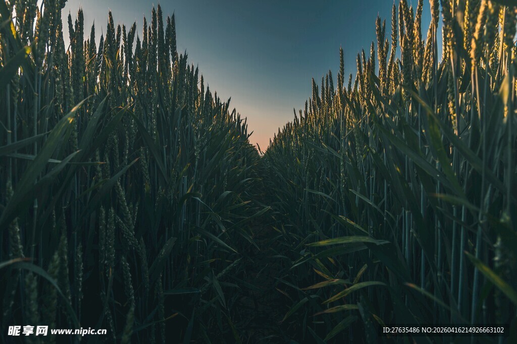 麦田尽头的黄昏美景