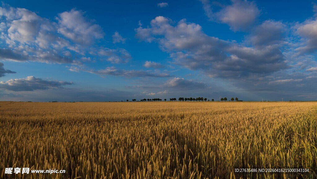 金色麦田与蓝天美景