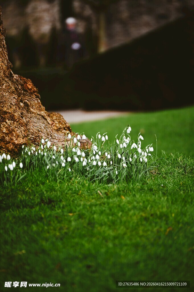 草地簇簇小白花