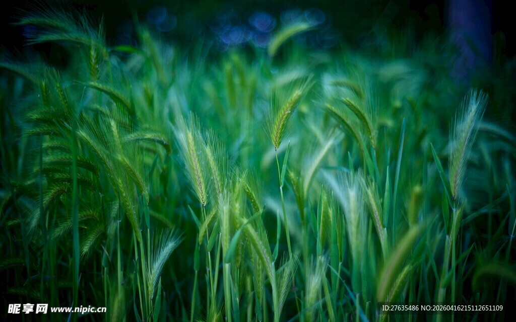 翠绿麦苗生机盎然