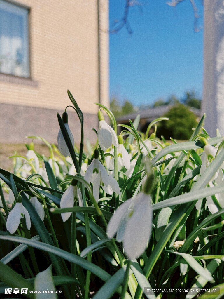 绽放的雪花莲