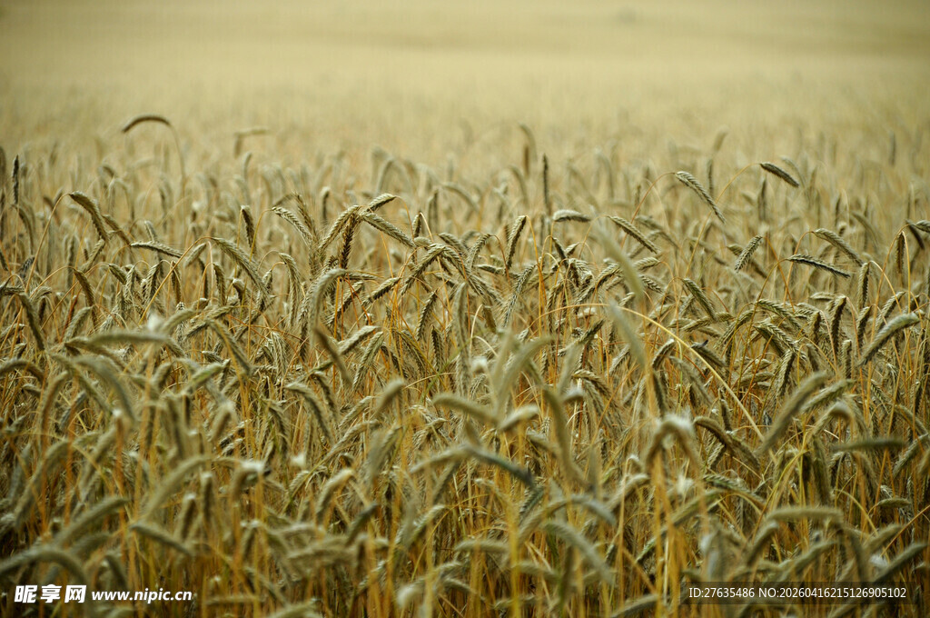 金黄麦田