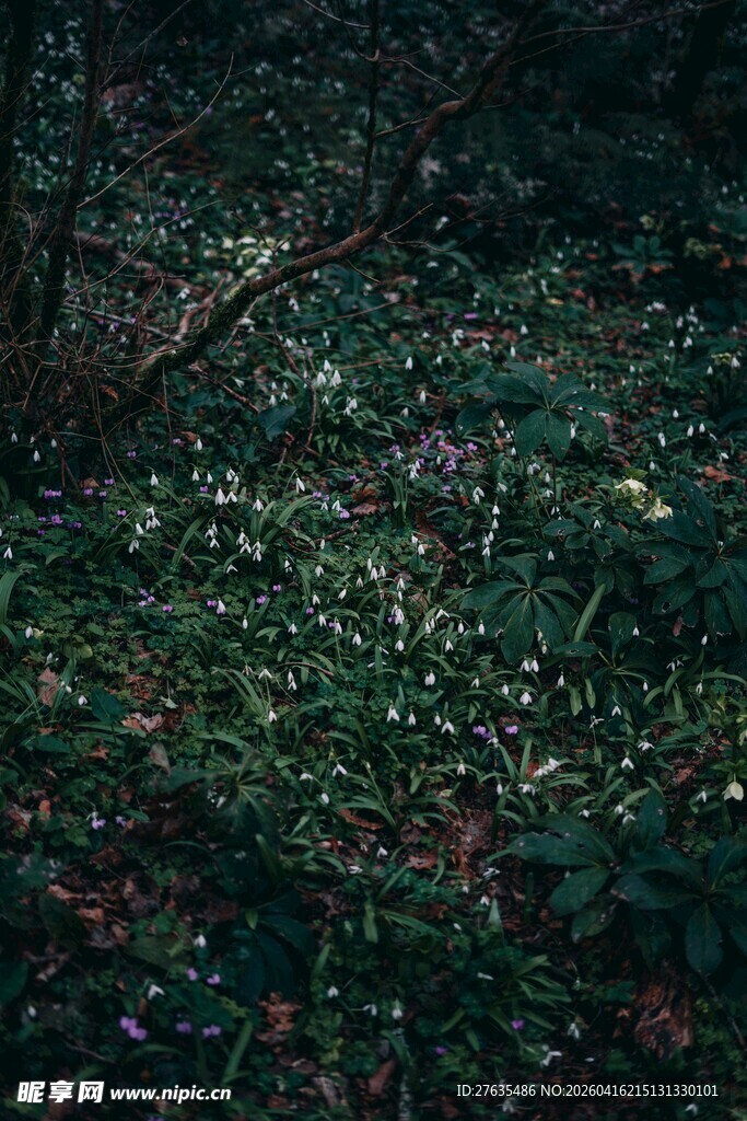 森林中的茂盛绿植