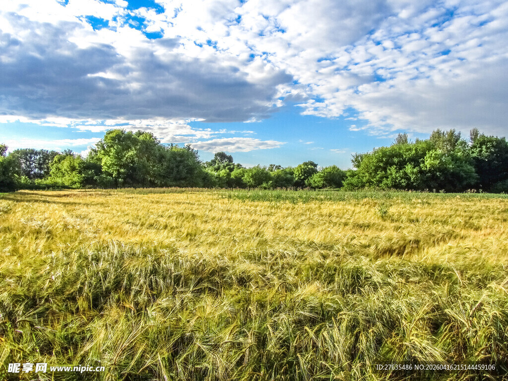 金黄麦田与蓝天白云美景