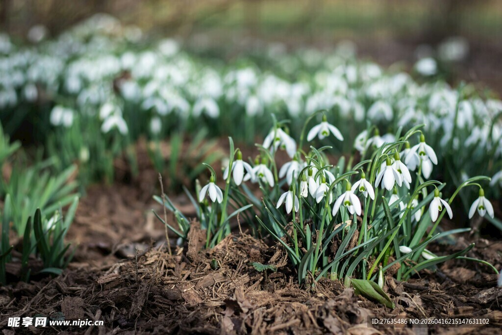 雪滴花绽放于泥土之上