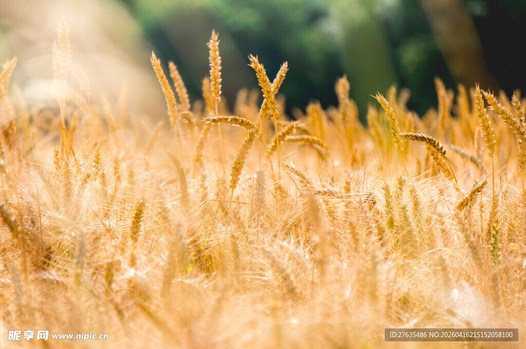 金黄麦田
