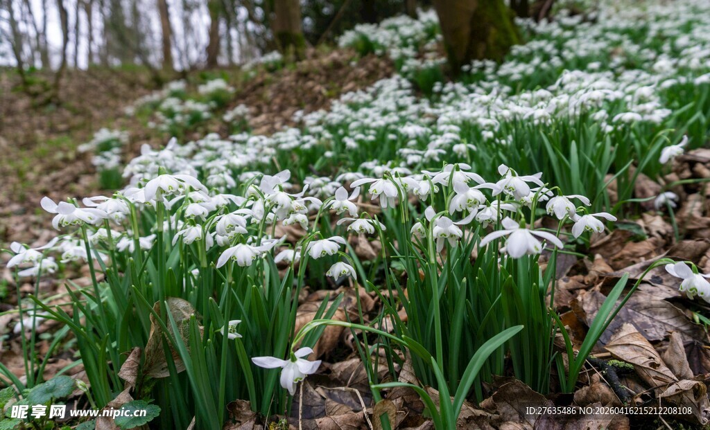 林间绽放的白色铃兰花