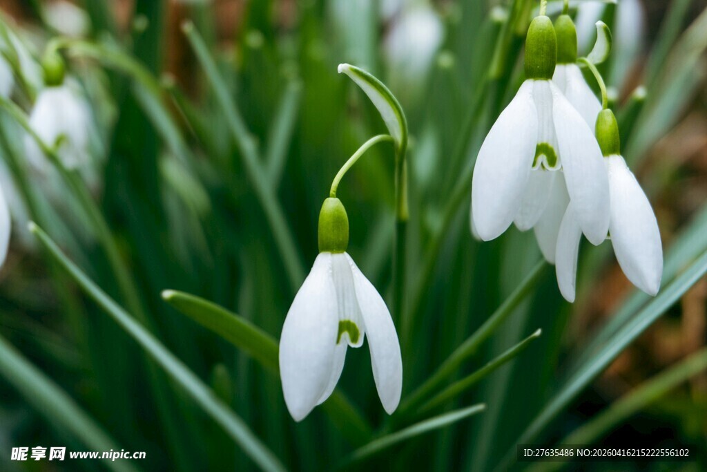 雪滴花绽放的清新景致
