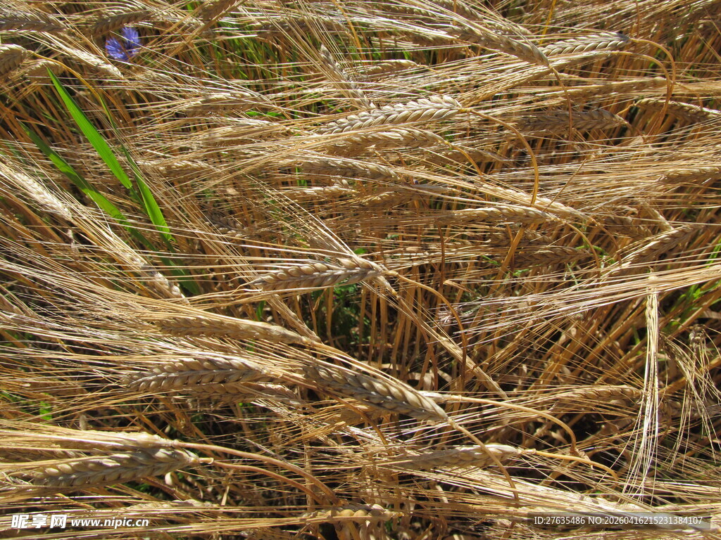 干枯草垛中的一抹紫