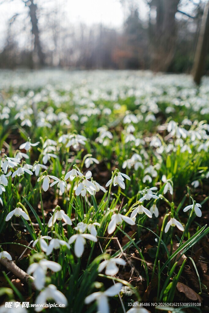 雪滴花铺满的美丽草地