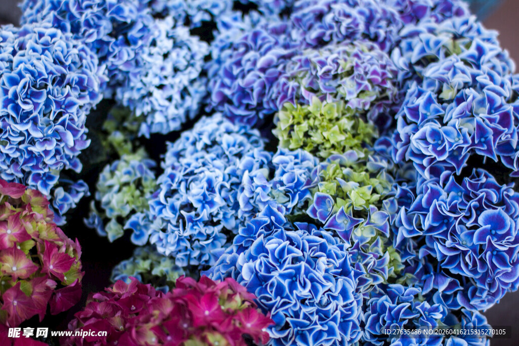 多彩绣球花特写