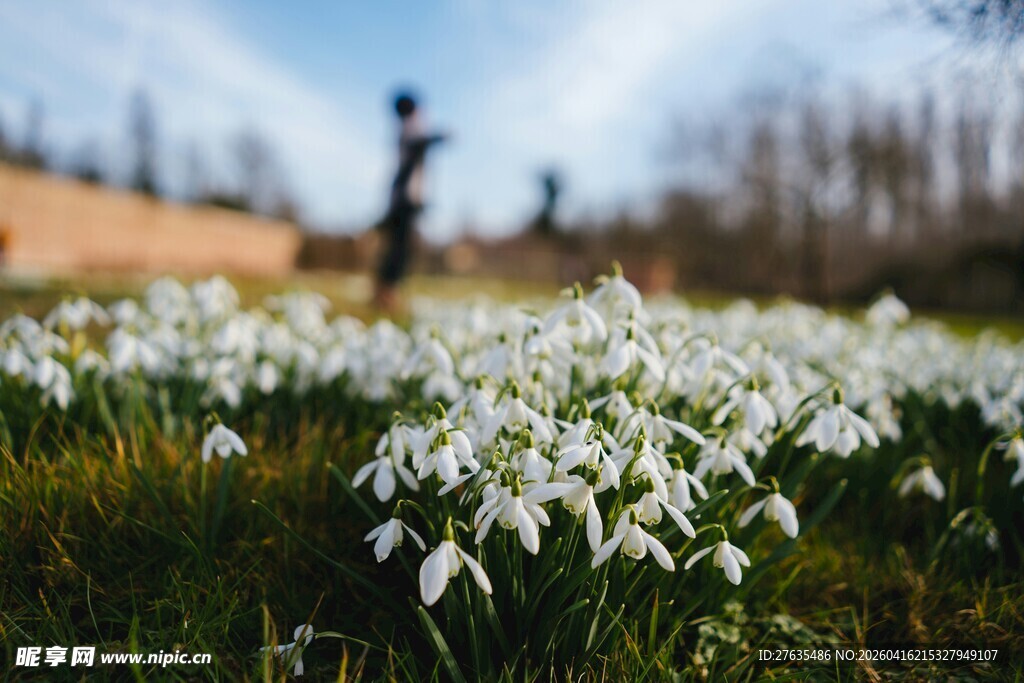 雪滴花盛开的春日美景