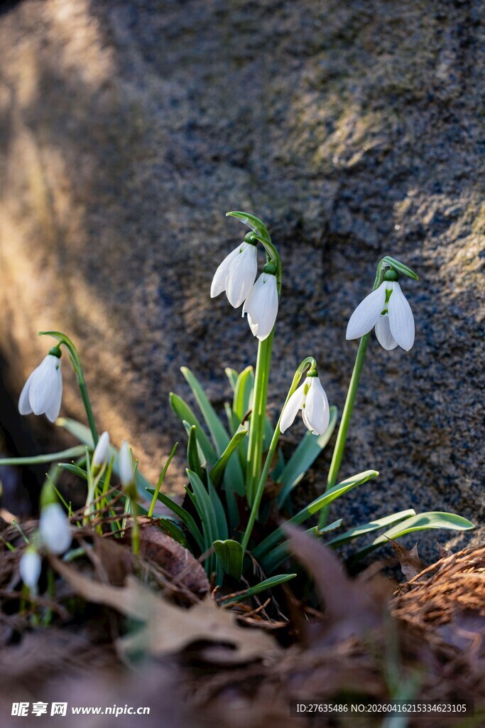 雪地莲绽放于岩石旁