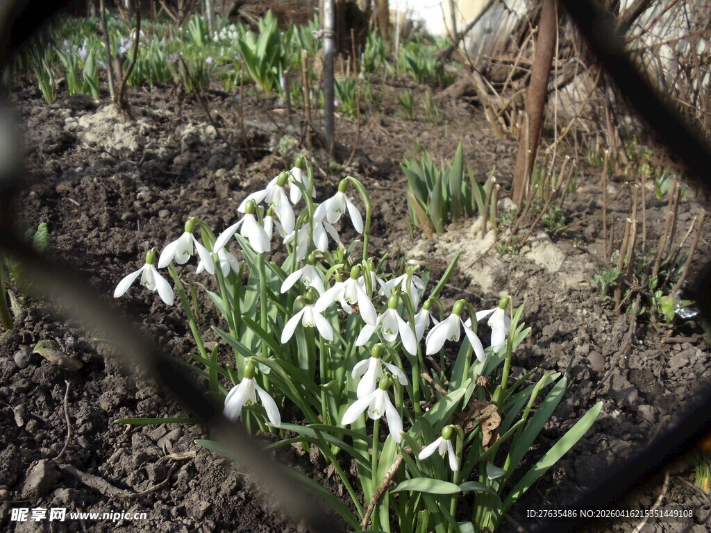 雪滴花绽放于泥土间