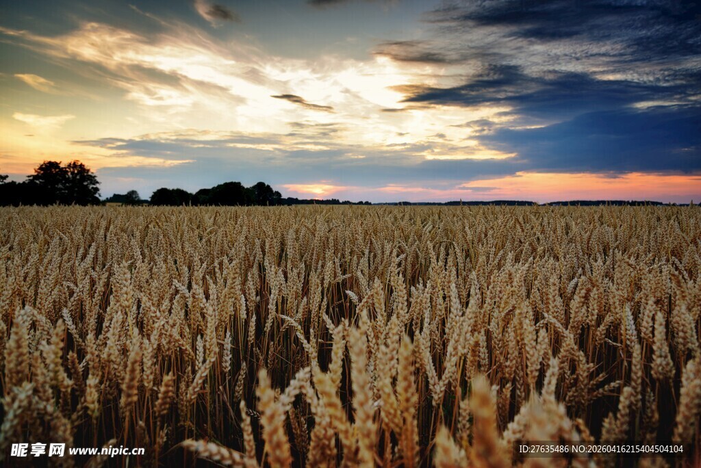 夕阳下的金色麦田美景