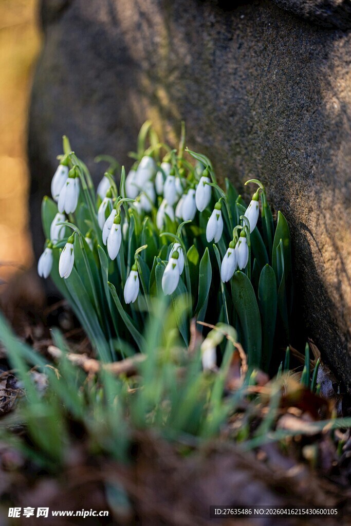 石旁绽放的雪花莲