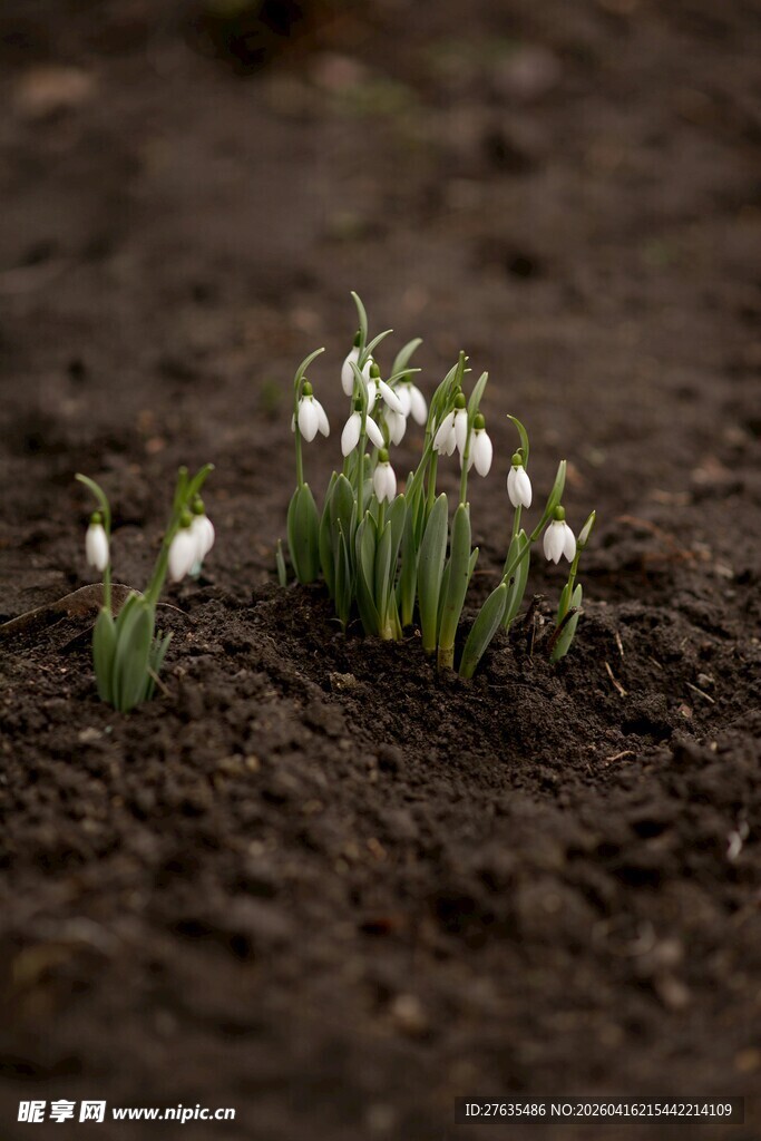 雪地莲破土绽放
