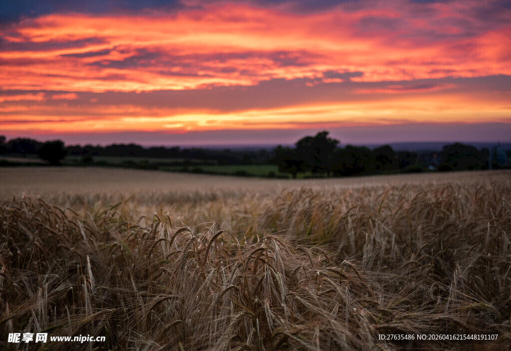 夕阳下的金黄麦田美景