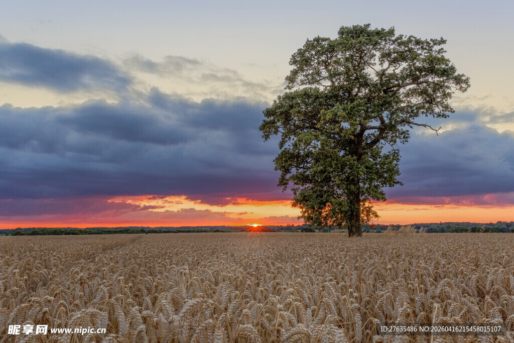 麦田孤树映晚霞